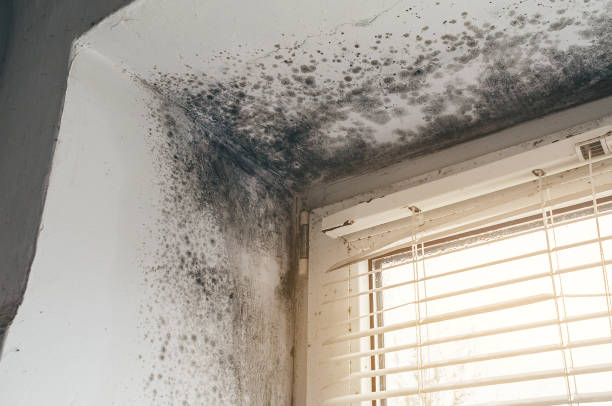 Trusted Mold Testing service in Coopersville, MI - Cheap Mold Removal