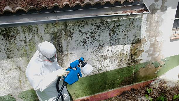 Trusted Basement Mold Remediation service in Coopersville, MI - Cheap Mold Removal